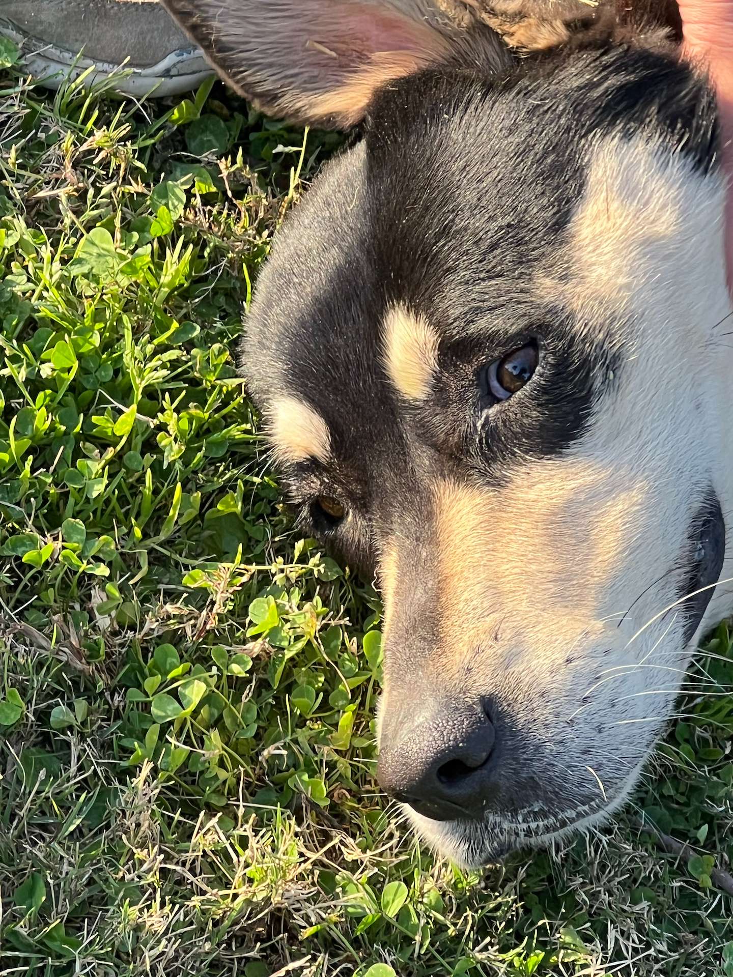 Doggie called Rosie face while laying on the green grass during one of her morning walks