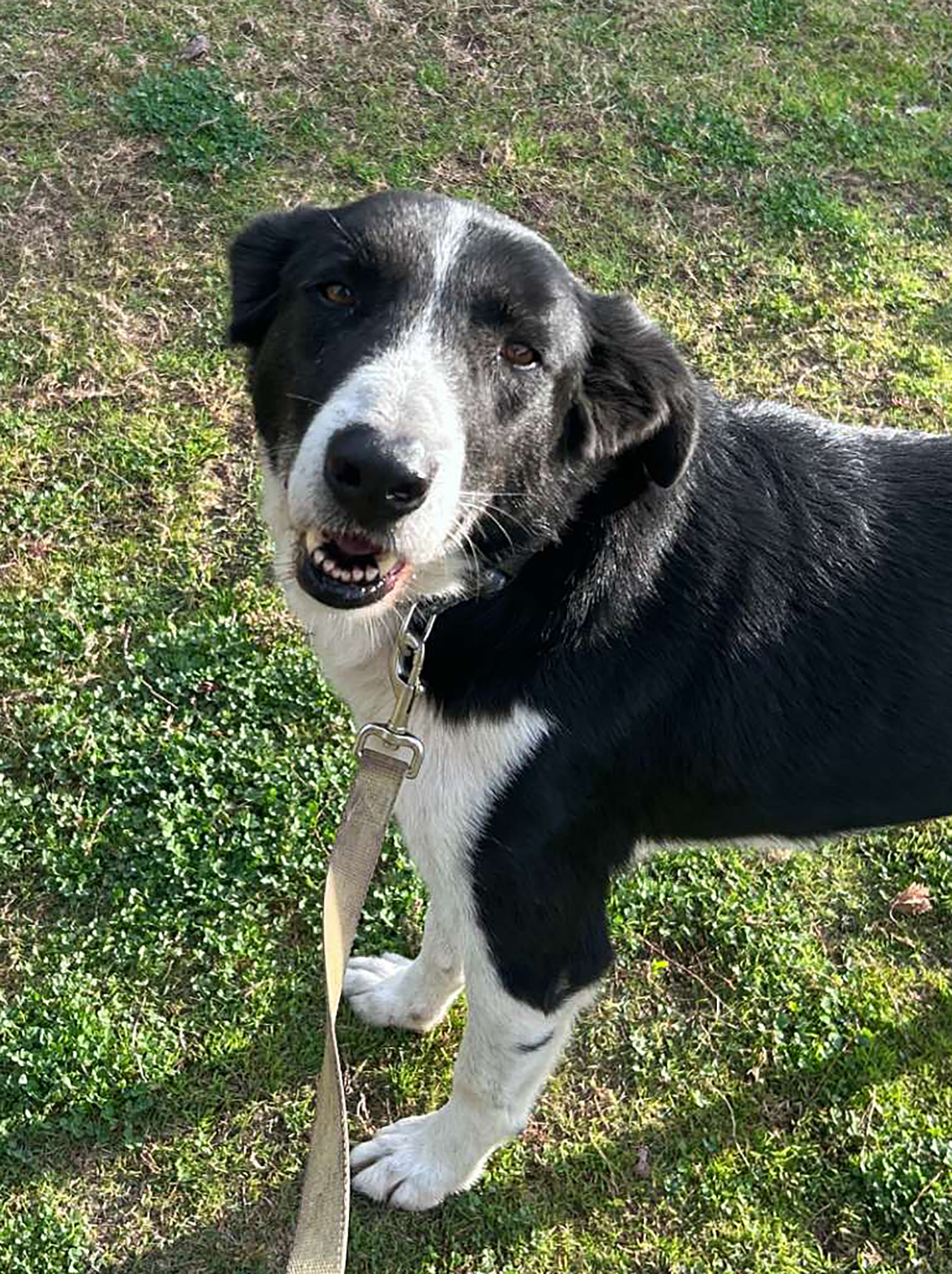 Black and white dog called Prince standing on the green grass