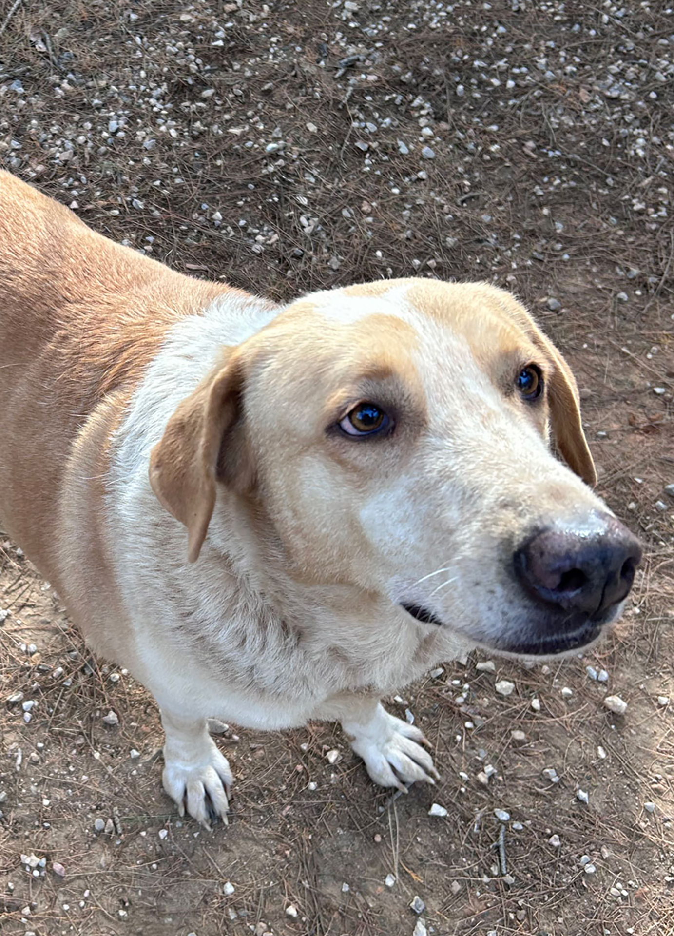 Orangeish and white dog looking straight into the camera. 